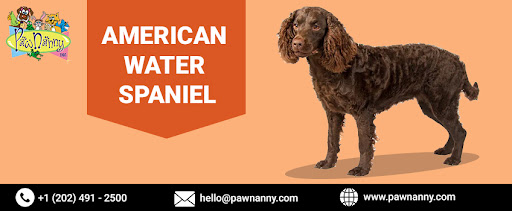 American Water Spaniel