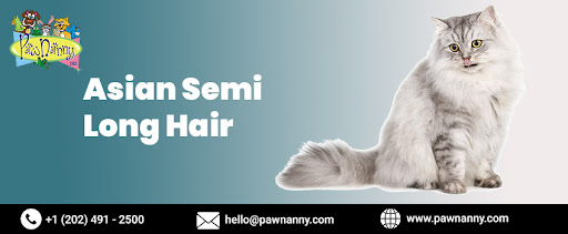 Asian Semi-Longhair Cat Breed