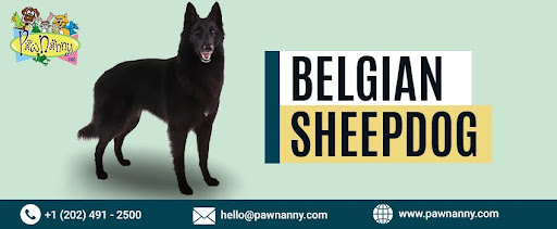 Belgian Sheepdog