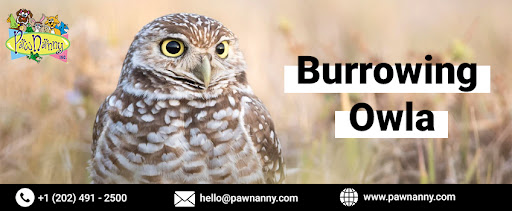 Food Diet for Burrowing Owls