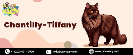 Chantilly-Tiffany