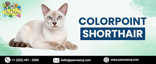 Colorpoint Shorthair