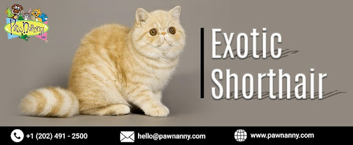 Exotic Shorthair