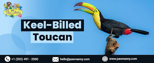 Keel-billed Toucan