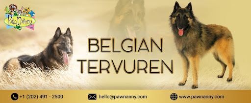 Belgian Tervuren