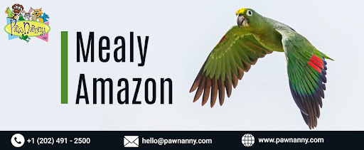 Mealy Amazon