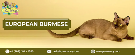 European Burmese