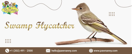 Swamp Flycatcher