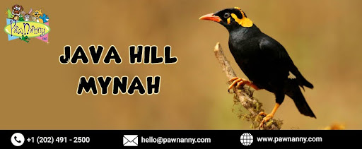 Java Hill Mynah