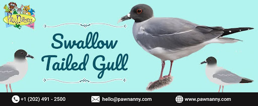 Swallow Tailed Gull