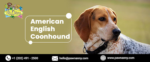 American English Coonhounds Dog Breed, Pet Overnight Stays