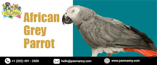 Food Diet for African Greyparrot, Overnight Stays for Birds