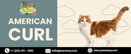 History of the American Curl Breed, Overnight Stays for American Curl Breed