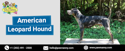 American Leopard Hound