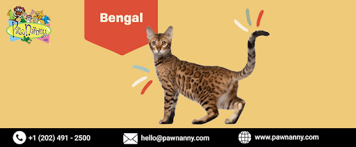 Bengal Cat