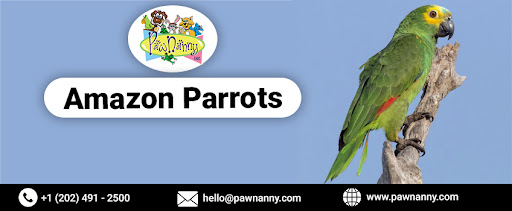 Amazon Parrots