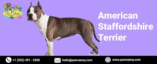 American Staffordshire Terrier