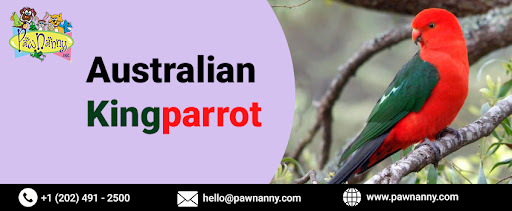 Australian Kingparrot