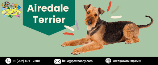 Airedale Terrier