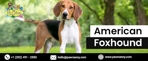 Mid Day Walking for American Foxhound, Best Food for American Foxhounds