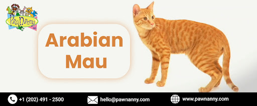 Overnight Stays for Arabian Mau Breed, Personality traits of Arabian Mau