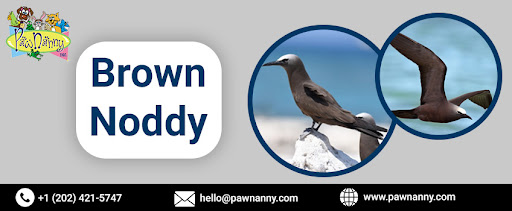 Brown Noddy