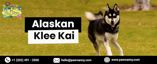 Day Care for Alaskan Klee Kai